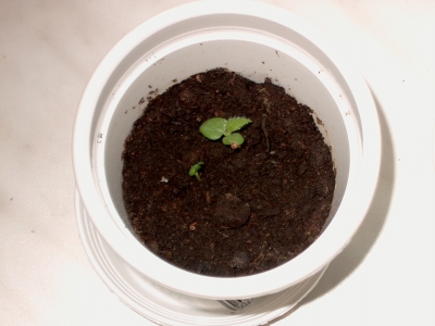 Et und Thet am 06.05.2007